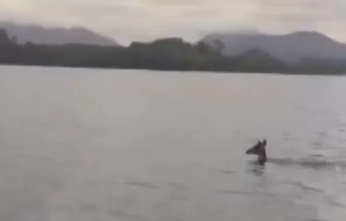 Pescadores resgatam cervo na lagoa de Saquarema — RC24H