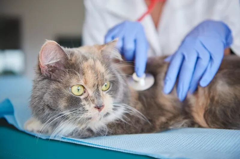 Nova edição do "Social Pet" acontece neste sábado (31), em São Pedro da Aldeia — RC24H