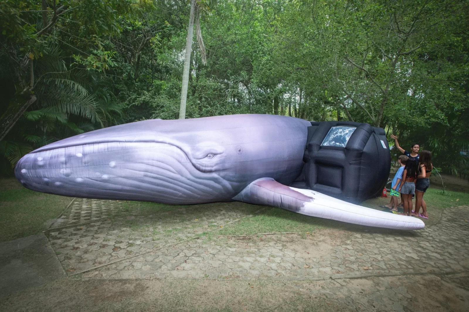 'Temporada de Baleias' em Arraial do Cabo começa com programação gratuita na próxima sexta (6) — RC24H