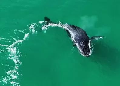 Baleia-jubarte é avistada próxima à orla da Praia Grande, em Arraial, e encanta moradores e turistas — RC24H