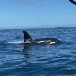 Orcas são avistadas em Arraial do Cabo durante caça científica — RC24H