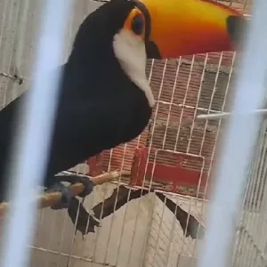 Tucano famoso de Arraial do Cabo é mantido em cativeiro, e moradores clamam por Justiça — RC24H