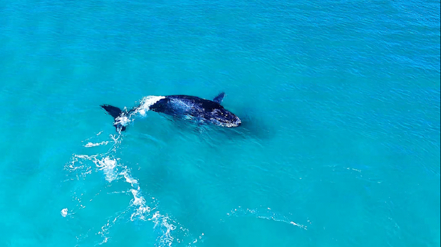 Baleia jubarte aparece em praia cristalina de Arraial do Cabo antes da temporada oficial