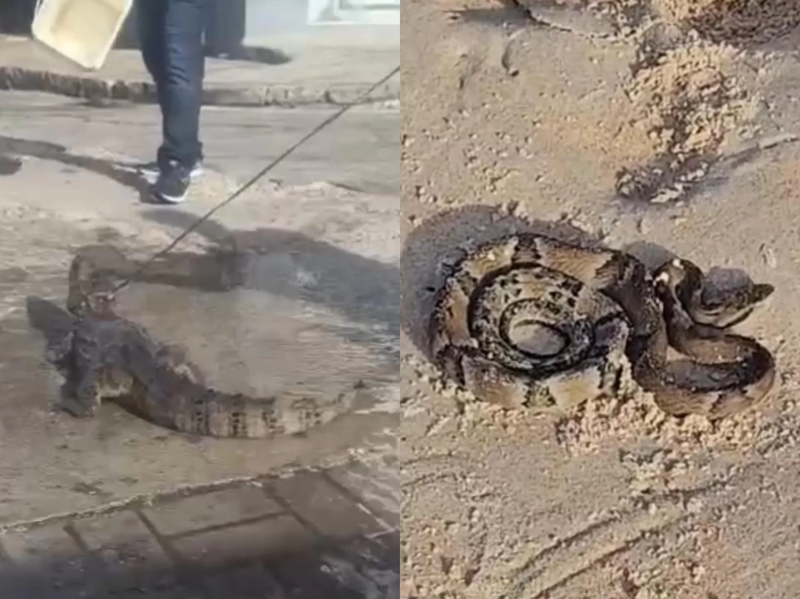 BICHO ESTÁ SOLTO/ Jacaré e cobra são flagrados em Búzios — RC24H