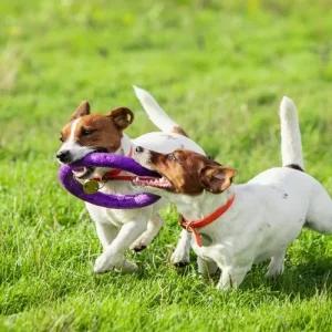 Búzios realiza evento inédito “Mais que Petz” com foco no bem-estar animal e adoção responsável — RC24H