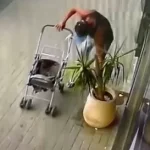 Homem furta vaso de planta com carrinho de bebê em Cabo Frio — RC24H