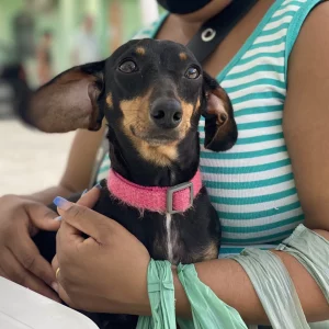 Maricá abre inscrições para Castração Solidária no sábado (17) — RC24H