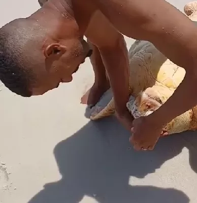 Morador de Araruama tenta reanimar tartaruga marinha na orla de Praia Seca — RC24H