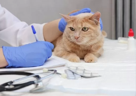 Mulher é denunciada por exercício ilegal da Medicina Veterinária em Araruama — RC24H