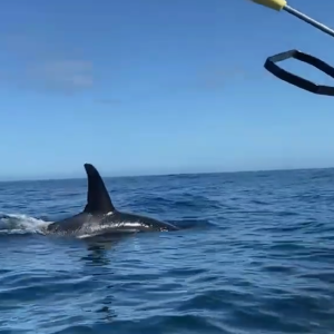 Orcas são avistadas em Arraial do Cabo e reforçam importância científica e ecológica da região