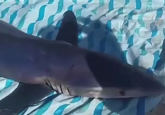 Pescadores capturam tubarão em Praia Seca, em Araruama — RC24H