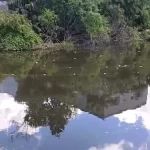 Rede ilegal em rio de Araruama ameaça ciclo reprodutivo de peixes nativos — RC24H