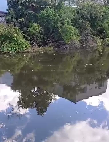Rede ilegal em rio de Araruama ameaça ciclo reprodutivo de peixes nativos — RC24H