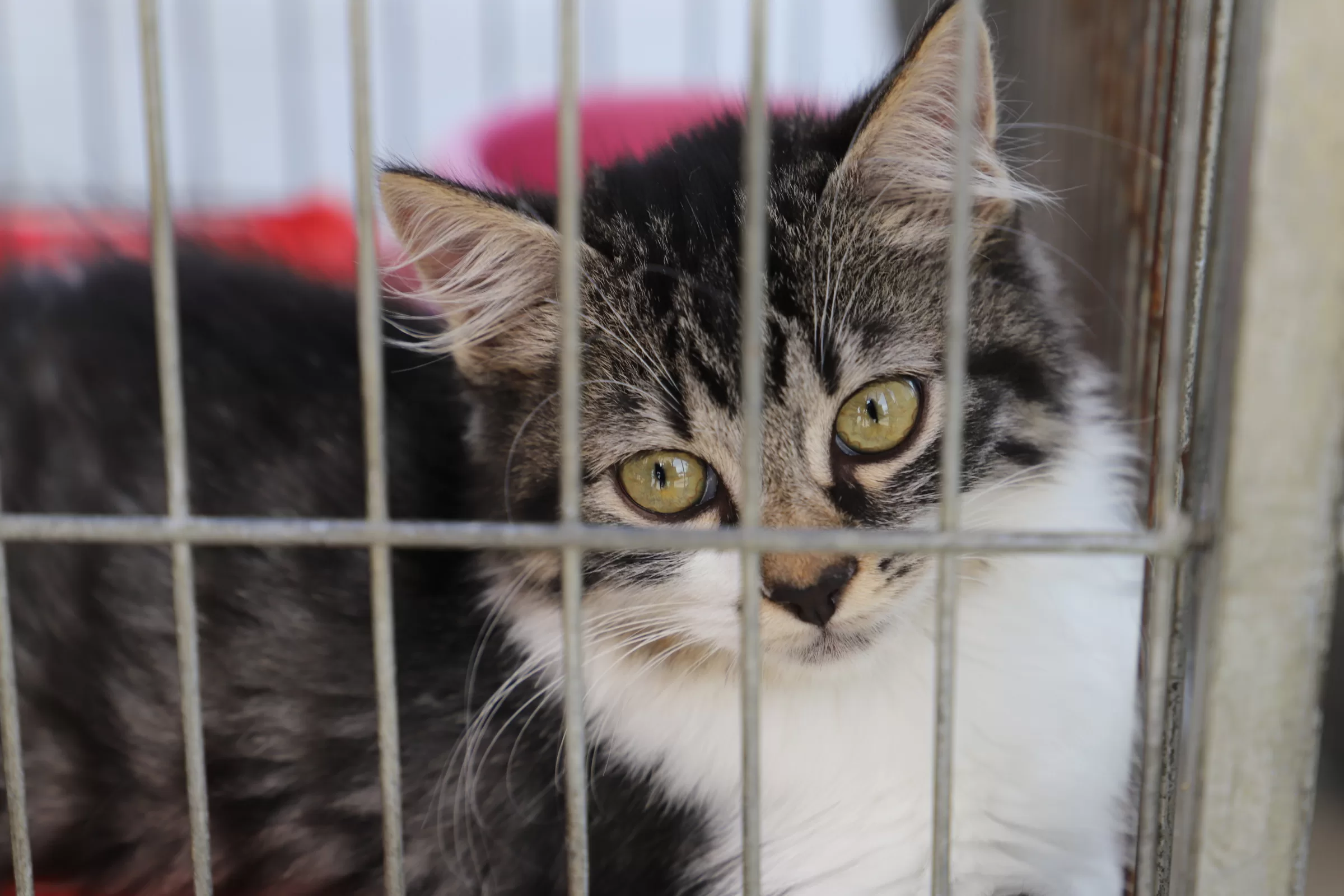 Rio das Ostras realiza Feira de Adoção Animal nesta terça-feira (20) — RC24H
