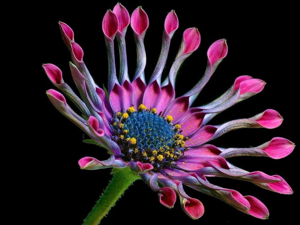 flores plantar