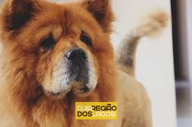 ATAQUE FATAL: Idoso morre ao ser atacado por chow-chow em Saquarema