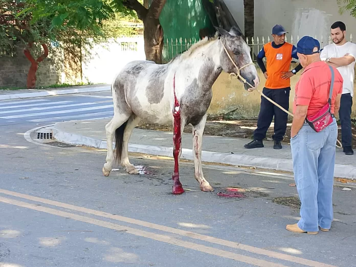 Égua é atropelada e resgatada com ferimento grave em Iguaba Grande