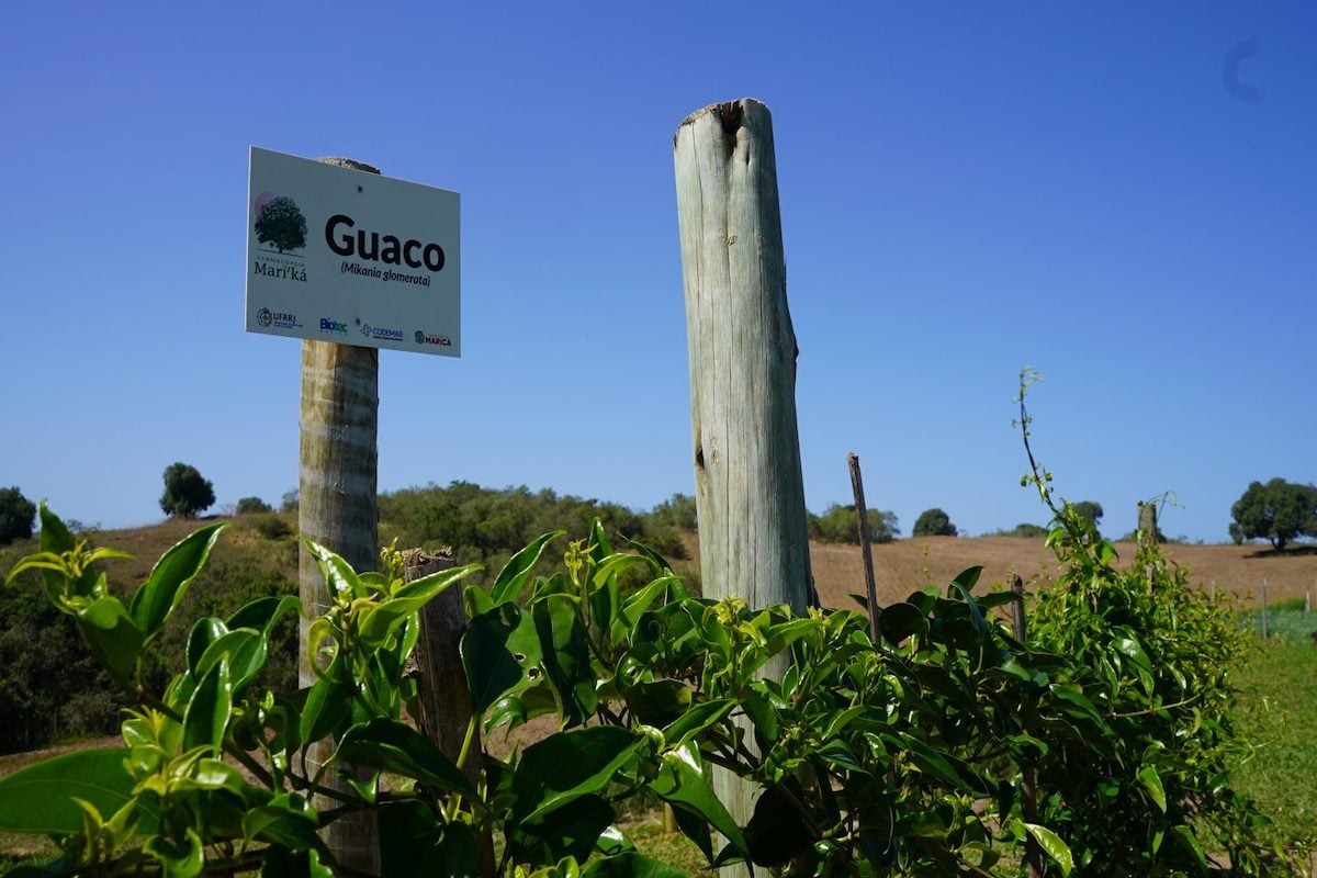 plantas medicinais Maricá