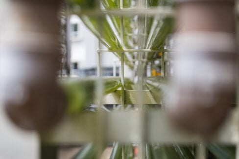 Microalgas limpam esgoto sem uso de energia ou químicos