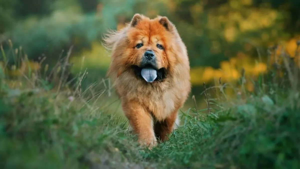 Idoso morre após ser atacado pelo próprio cachorro em Saquarema — RC24H