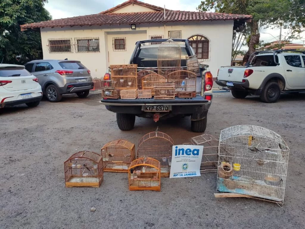 Inea resgata 15 aves silvestres mantidas ilegalmente em cativeiro em Saquarema — RC24H