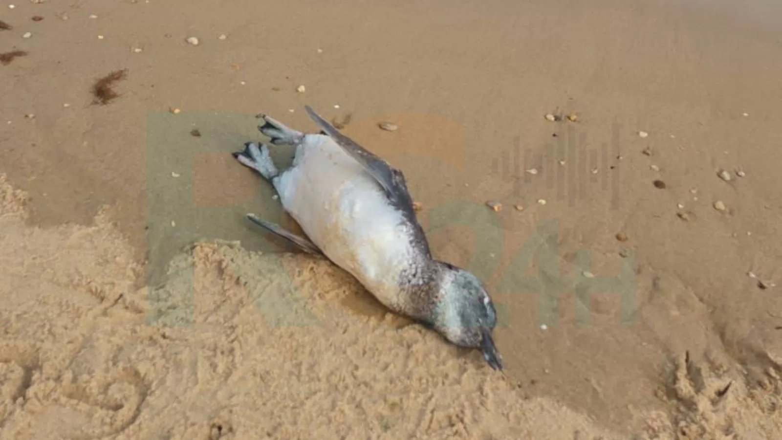 Pinguim é encontrado morto na Praia dos Ossos, em Búzios — RC24H