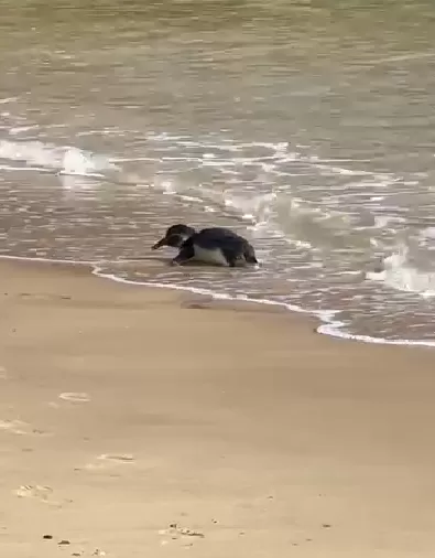Pinguins aparecem em praias de Búzios — RC24H