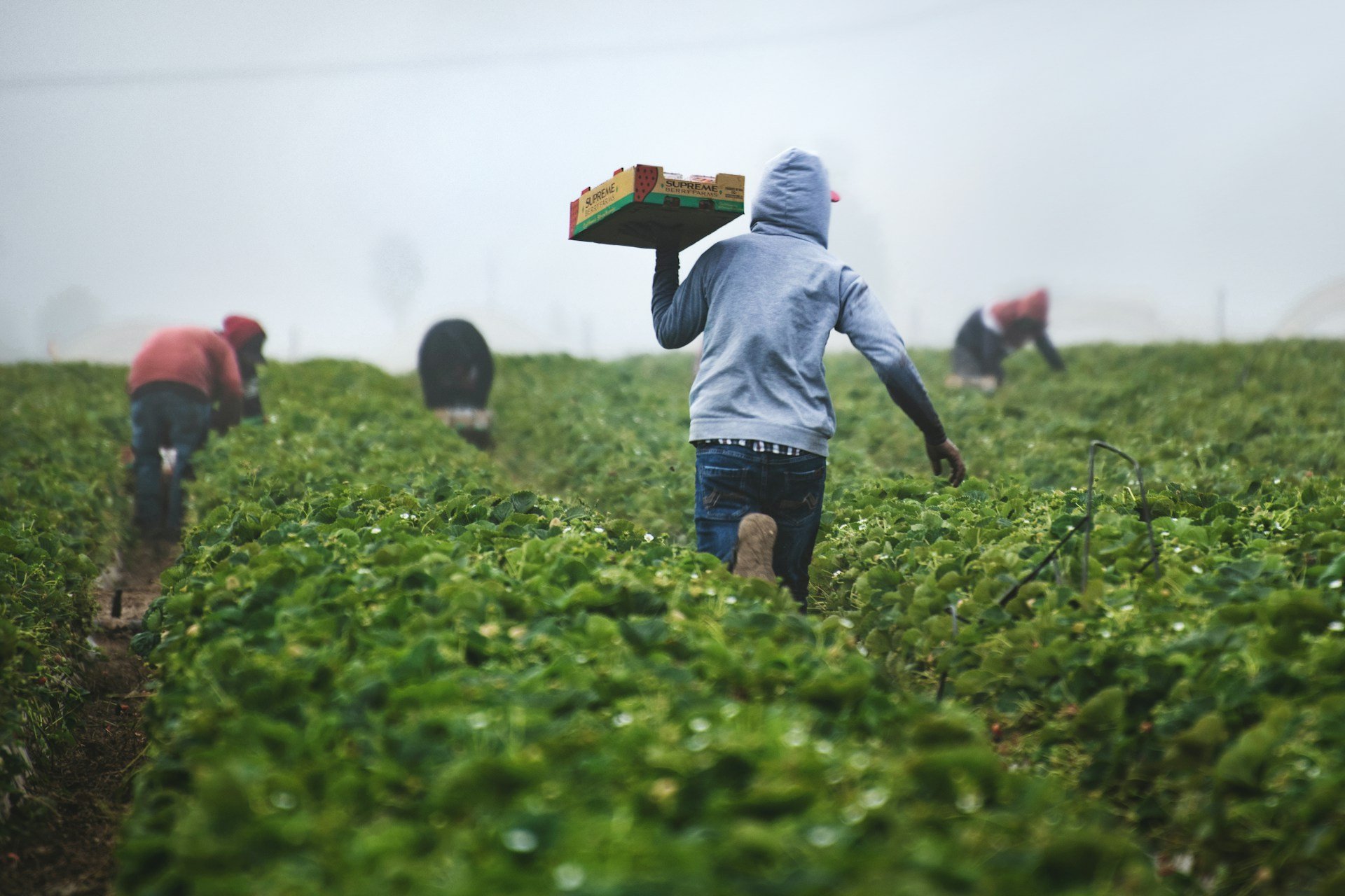 plantação de morango