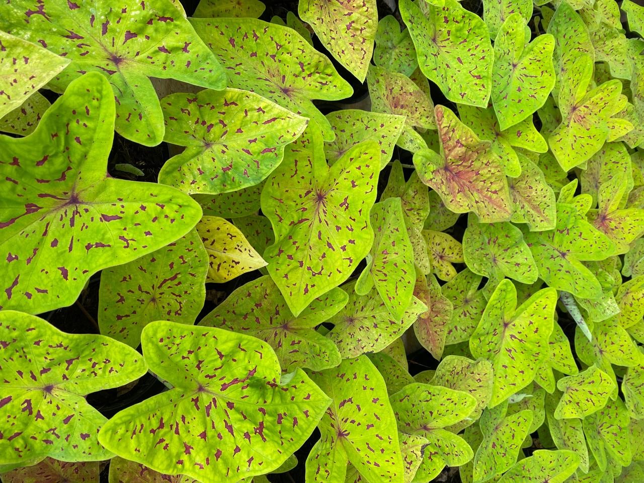 Bulbo de Caladium em destaque