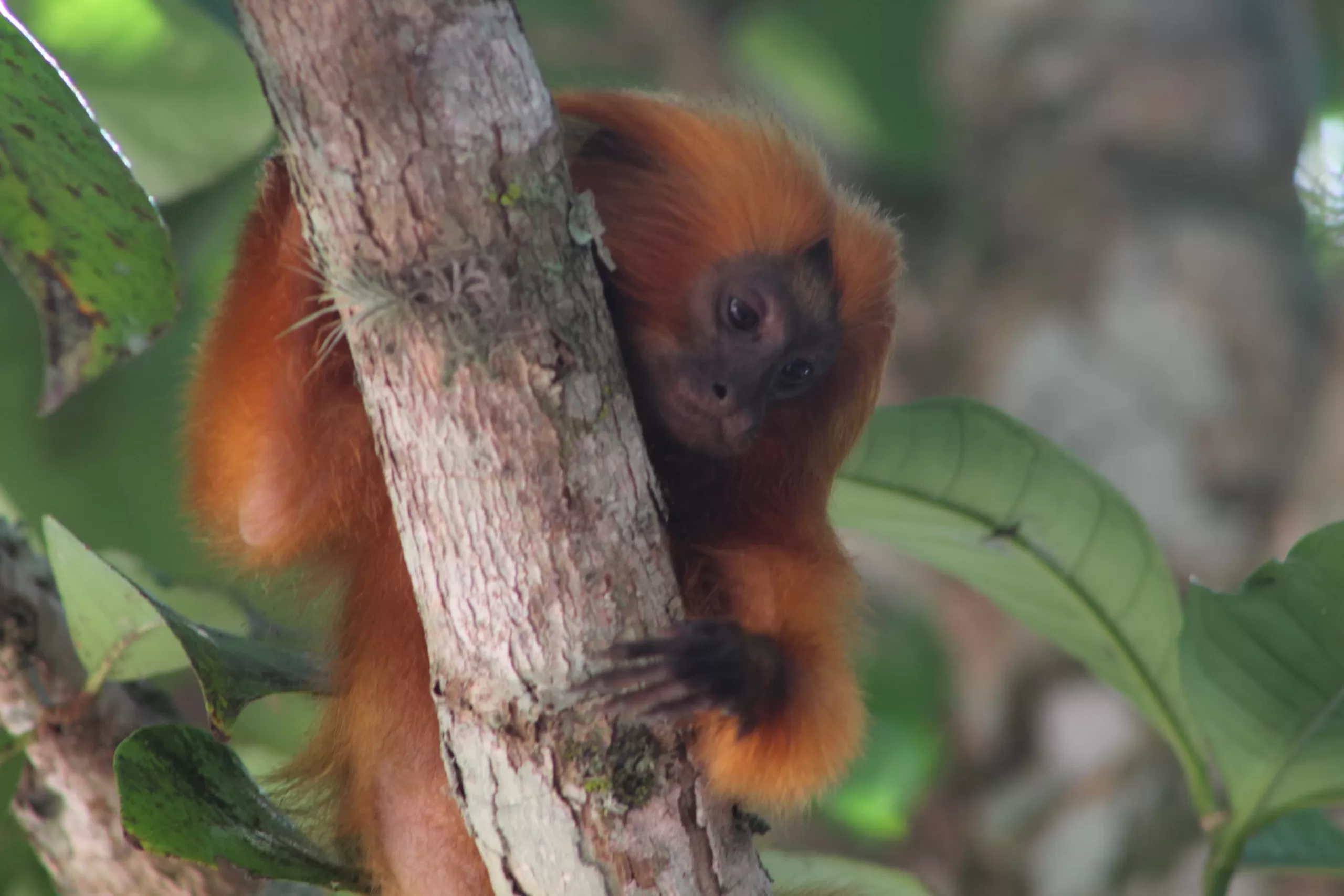 Dia do Mico-Leão-Dourado reforça importância do parque natural em Tamoios, distrito de Cabo Frio — RC24H