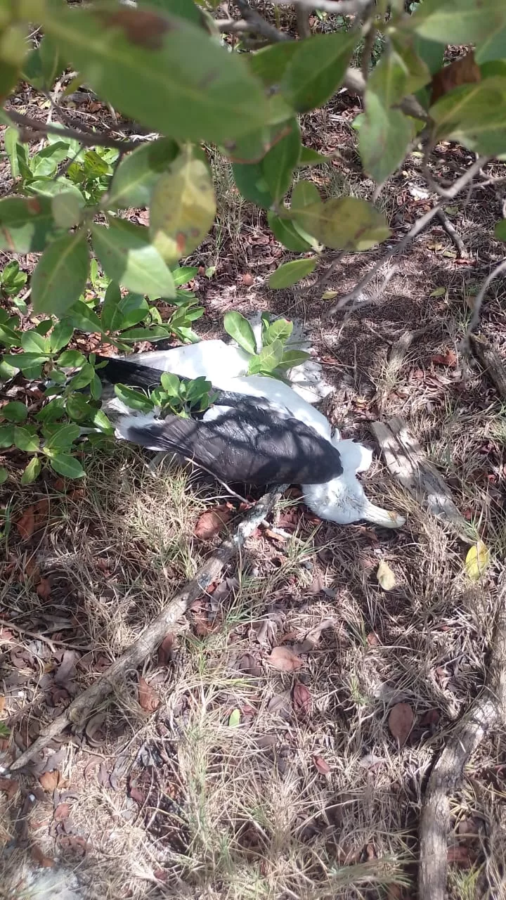 Pinguim, gaivota e saruê são resgatados pela Guarda Civil em Cabo Frio — RC24H