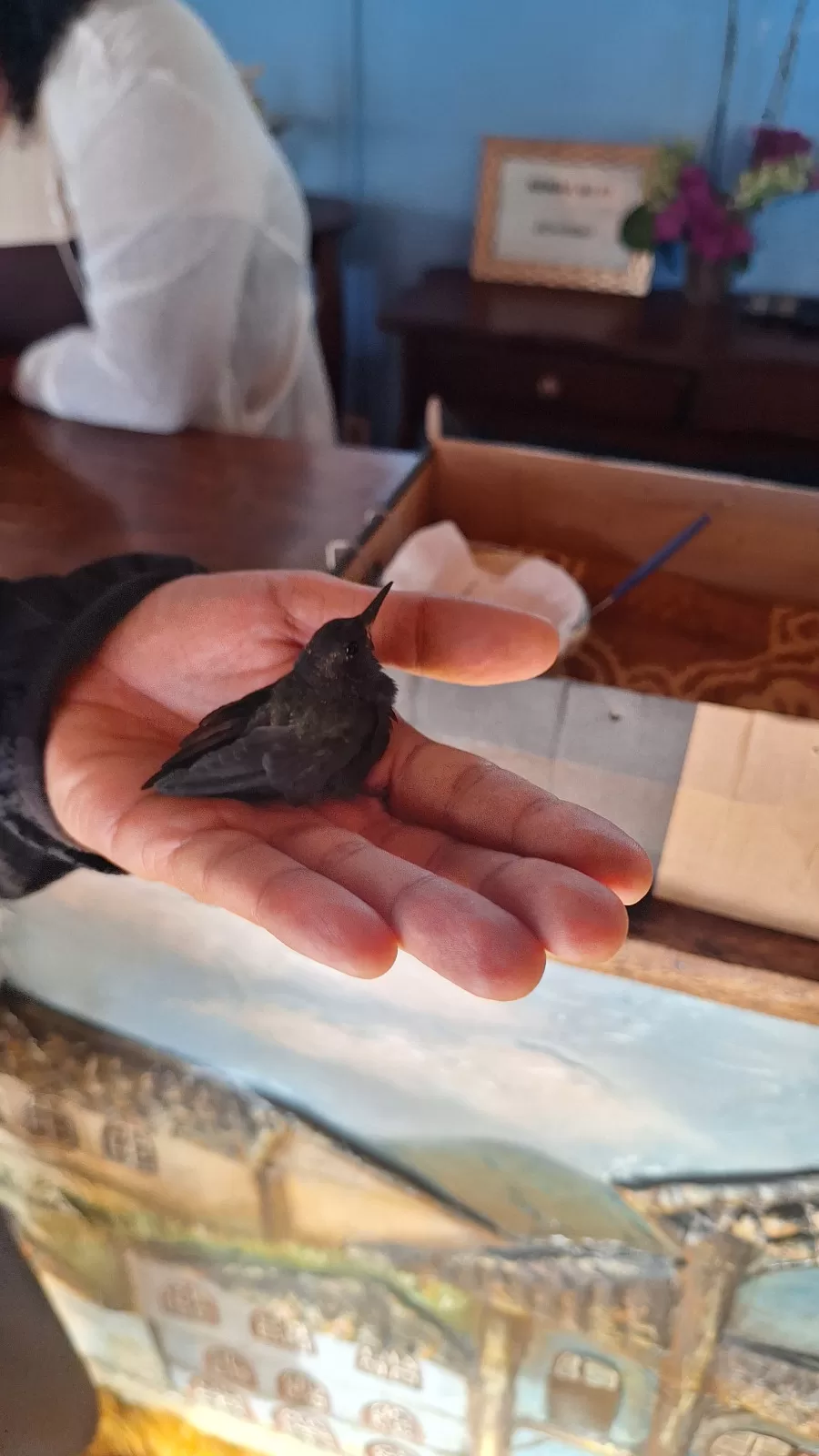 Tamanduá-mirim em afogamento e filhotes de saruê estão entre animais resgatados em Cabo Frio — RC24H