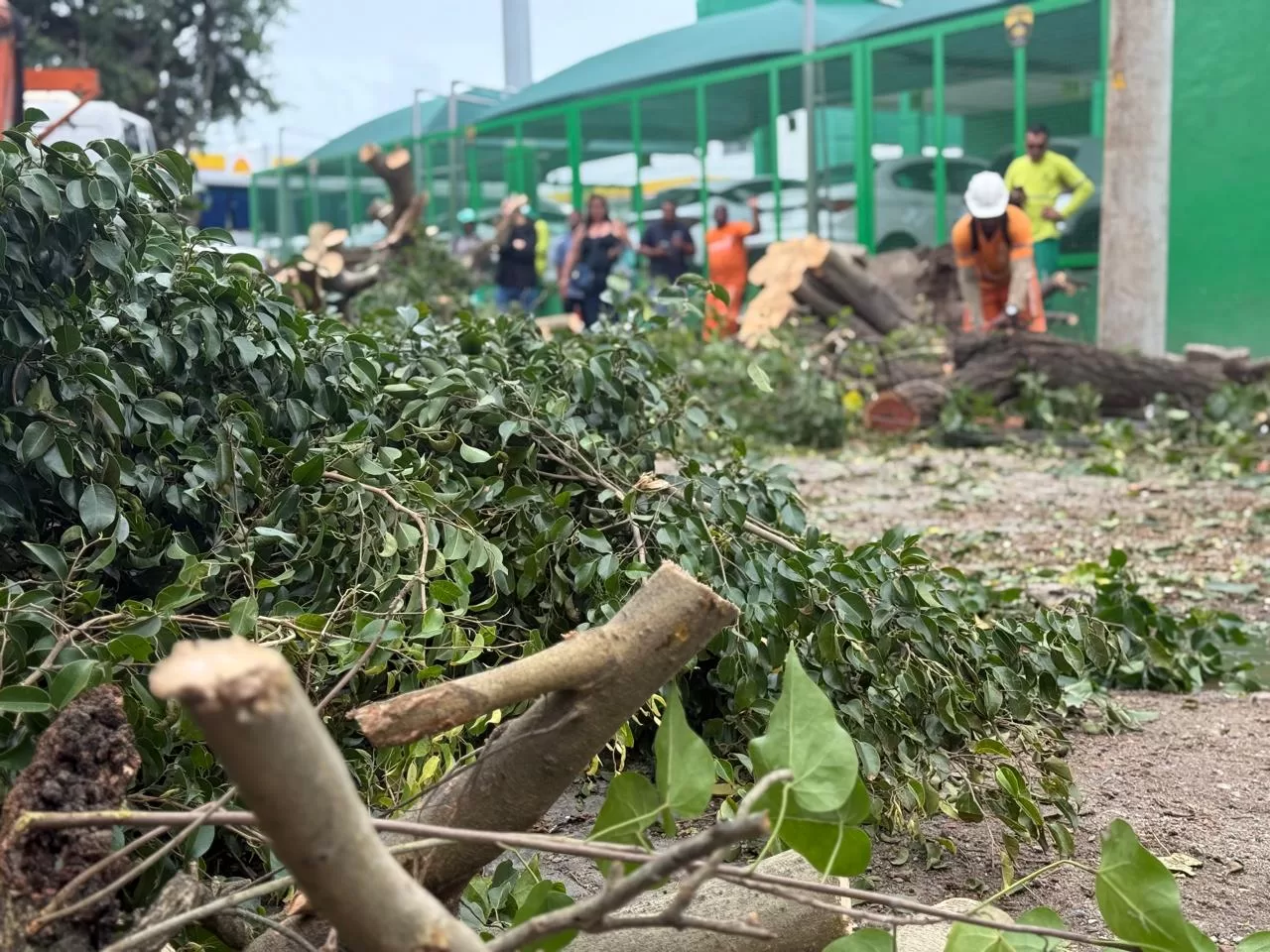 Comsercaf retira árvores após fortes chuvas em Cabo Frio — RC24H