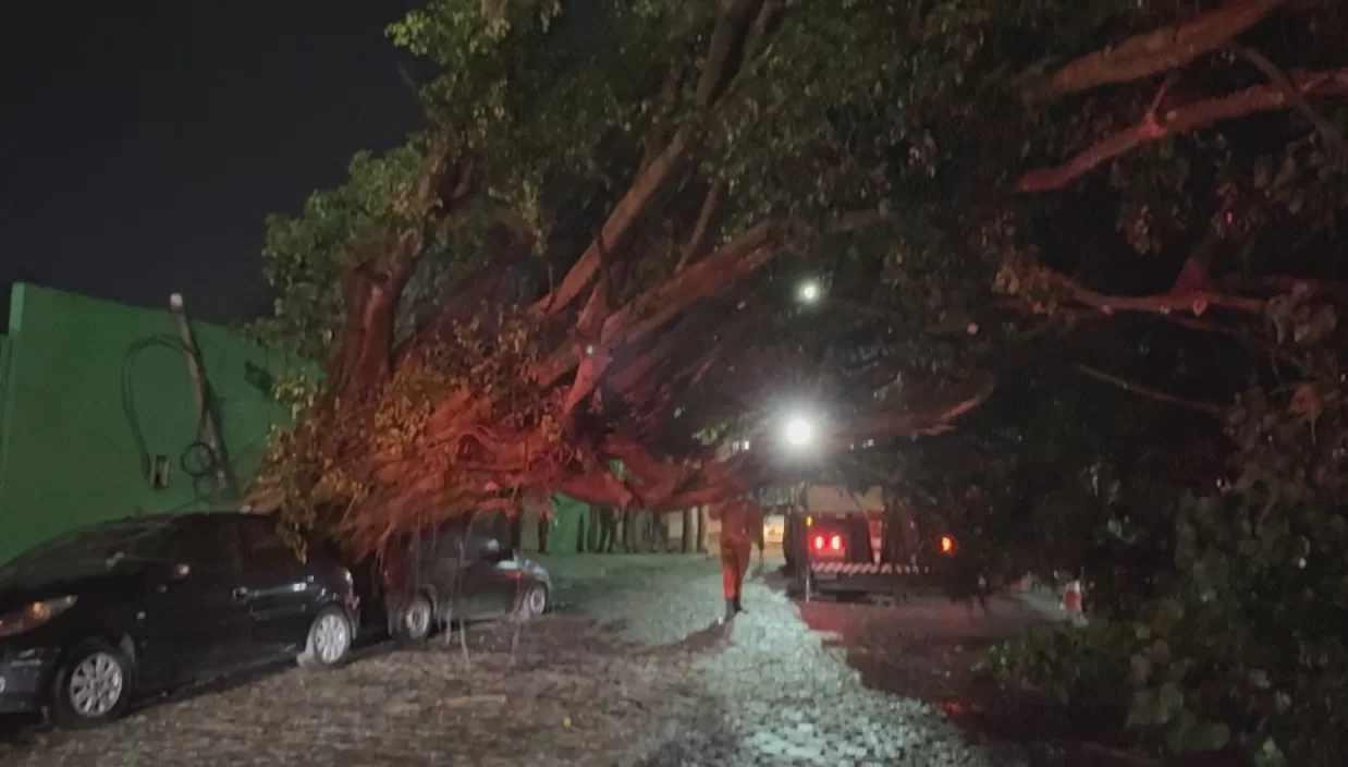 Árvore cai durante temporal e interdita rua em Cabo Frio — RC24H
