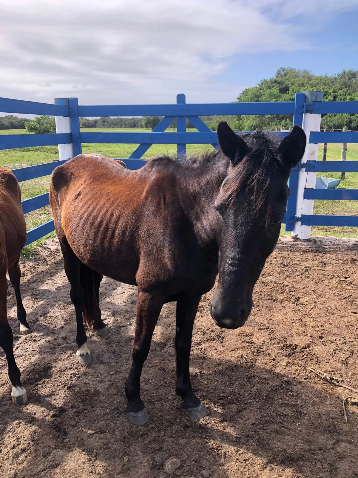 Cabo Frio intensifica apreensão de animais de grande porte — RC24H