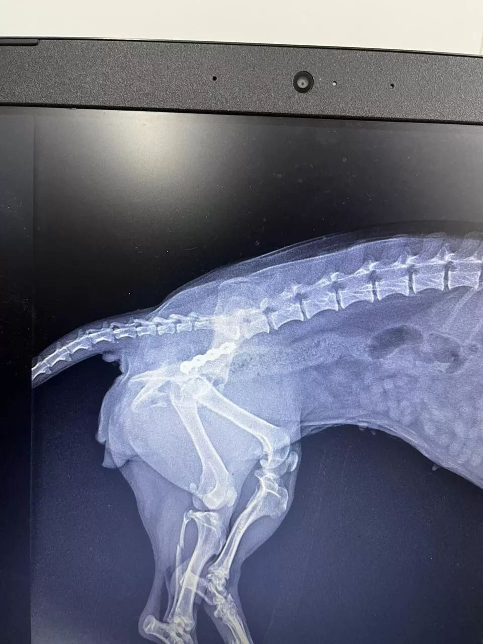 Cabo Frio passa a oferecer cirurgias ortopédicas para cães e gatos no Canil Municipal — RC24H