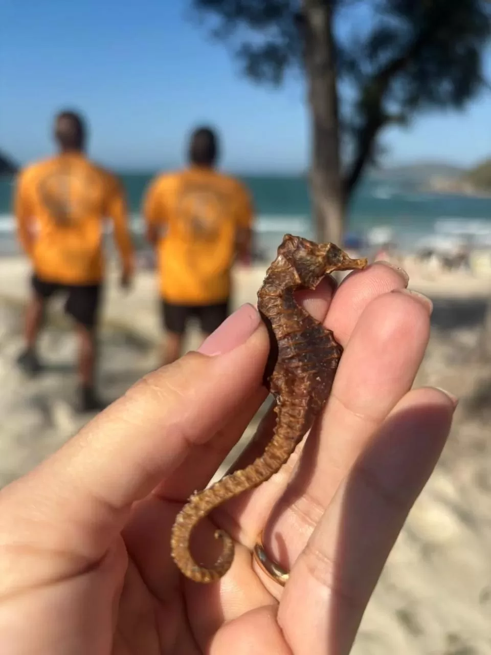 Cavalo-marinho raro é encontrado em Cabo Frio e encaminhado para estudo científico — RC24H