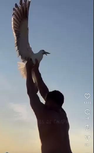 Meio Ambiente de Cabo Frio vai encaminhar caso sobre influenciador que agarrou gaivota ao MP e à Polícia Civil — RC24H