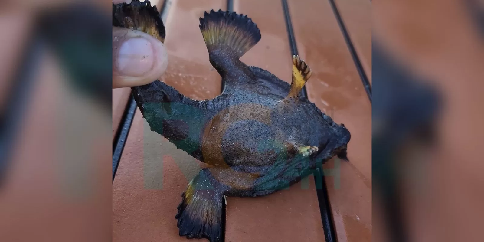 Turistas se assustam com “peixe do demônio” em Cabo Frio, mas especialista esclarece origem — RC24H