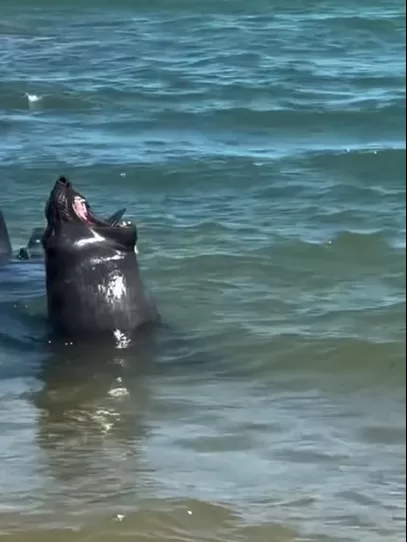 Elefante-marinho é encontrado com anzol preso à boca e mobiliza operação de resgate em Macaé — RC24H