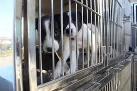 Rio das Ostras lança aplicativo para adoção de animais — RC24H