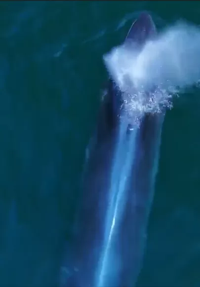 Baleia ignora “fim da temporada” e dá show em Arraial do Cabo — RC24H