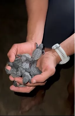 Moradores ajudam filhotes de tartaruga a chegar ao mar em Rio das Ostras — RC24H