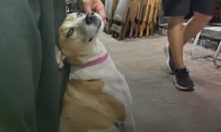 Cão comunitário é encontrado morto no Centro de Saquarema — RC24H