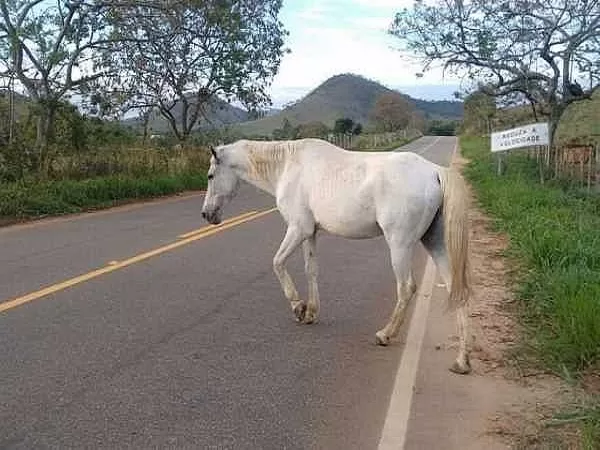 MPRJ recomenda medidas para retirada de animais soltos das ruas em Macaé — RC24H