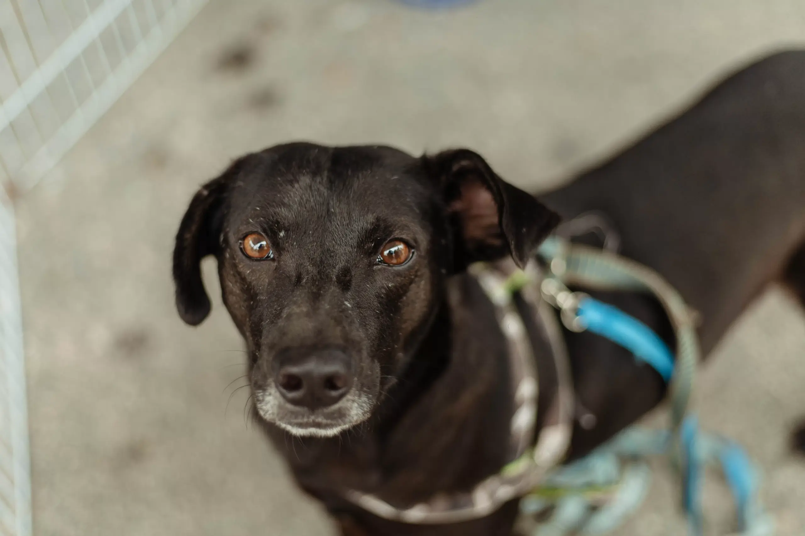 Castração Solidária para cães e gatos acontece neste sábado (7) em Santa Paula, em Maricá — RC24H