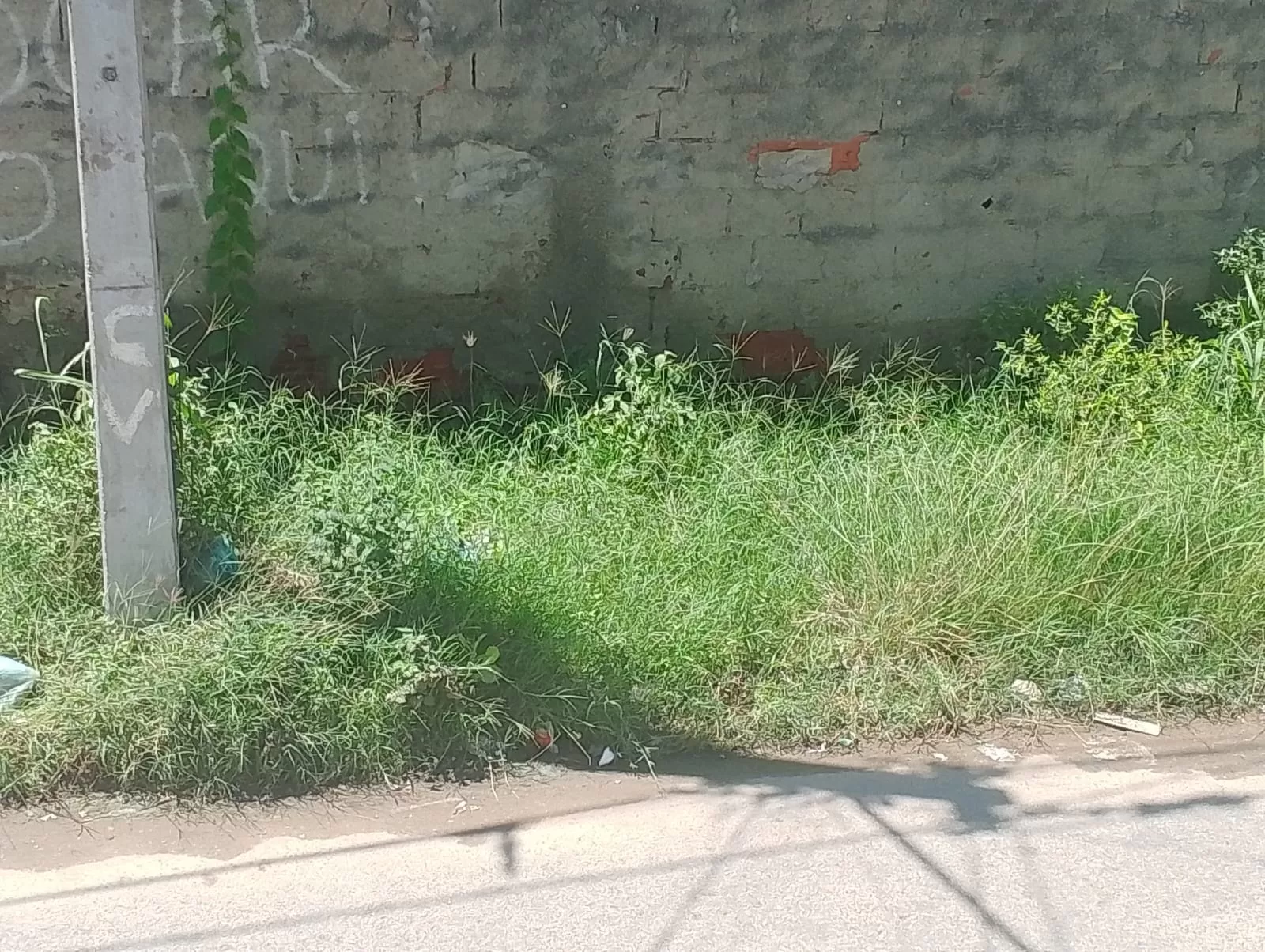 Morador denuncia mato alto e falta de iluminação pública no Vinhateiro, em São Pedro — RC24H