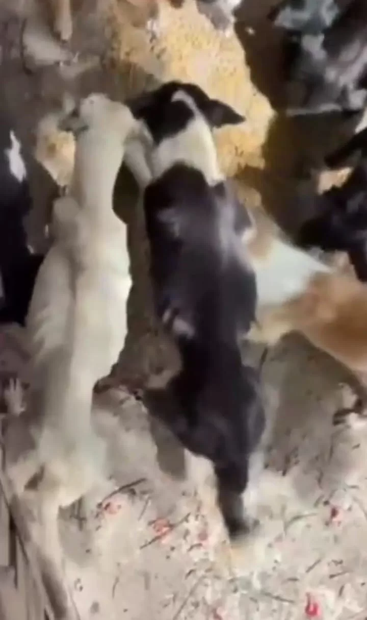 Residência é vistoriada após denúncia de maus-tratos contra nove cães em Saquarema — RC24H