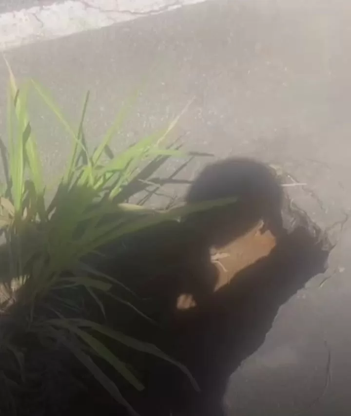 Vídeo mostra asfalto cedendo na Serra do Mato Grosso, na divisa entre Saquarema e Maricá — RC24H