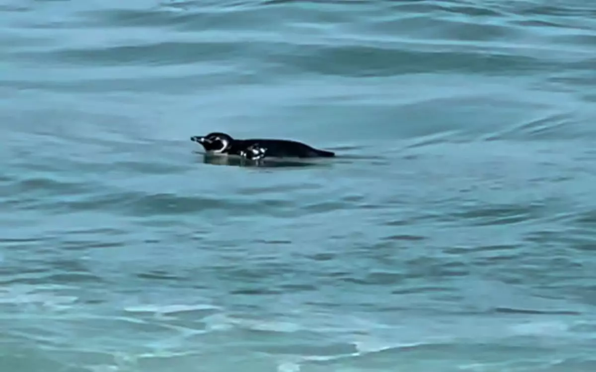 Pinguim é visto nadando na Praia do Boqueirão em Saquarema | Guia Região  dos Lagos